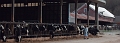 klea petting the cows - may